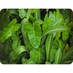 Abstract Background Of Dark Green Leaves Blanket - Green - thumbnail 2