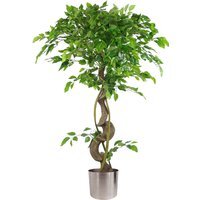 Twisted Trunk Artificial Japanese Fruticosa Style Ficus Tree Silver Pot - Green