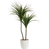 Dragon Tree in Ceramic Pot - Green and White - image 1