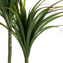 Dragon Tree in Ceramic Pot - Green and White - thumbnail 4