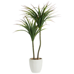 Dragon Tree in Ceramic Pot - Green and White - thumbnail 3