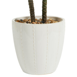 Dragon Tree in Ceramic Pot - Green and White - thumbnail 5