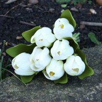 Artificial Silk Tulip Bunch. H29 cm - White