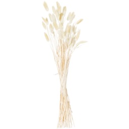 Dried Natural Bunny Tail Bunch Delicate Filler - White - thumbnail 2