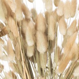 Dried Natural Bunny Tail Bunch Delicate Filler - White - thumbnail 3