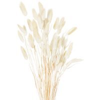 Dried Natural Bunny Tail Bunch Delicate Filler - White - thumbnail 1