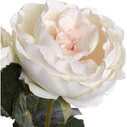 Blush Garden Rose - Pink - thumbnail 3