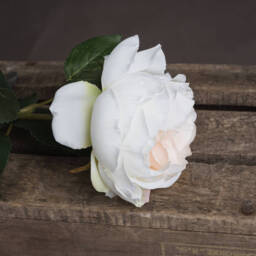 Blush Garden Rose - Pink - thumbnail 2
