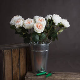 Blush Garden Rose - Pink - thumbnail 4