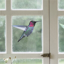 Set of 9 Hummingbird Decorative Stickers - Colourful - thumbnail 5