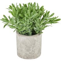 Elegant Buxus Plant In Stone Effect Pot - Green - image 1