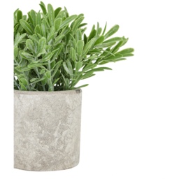 Elegant Buxus Plant In Stone Effect Pot - Green - thumbnail 2