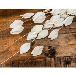 Bouquet Of Dried Thlaspi Arvense Natural Filler - White - thumbnail 3