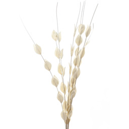 Bouquet Of Dried Thlaspi Arvense Natural Filler - White - thumbnail 2