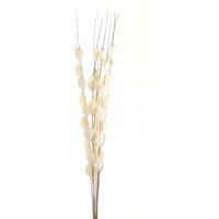Bouquet Of Dried Thlaspi Arvense Natural Filler - White