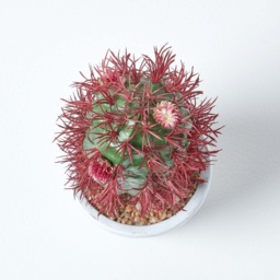 Homescapes Denmoza Artificial Cactus with Flowers in Patterned Pot, 25 cm Tall - Green - thumbnail 5