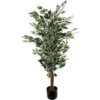 Tall Variegated White Green Bushy Ficus Tree - Green