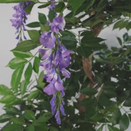 Luxury Flowering Artificial Trees - Purple / 110cm / 70cm - thumbnail 3