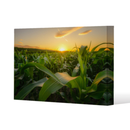 field at sunset Canvas Print Canvas Print - Green / 41cm / 31cm - thumbnail 2