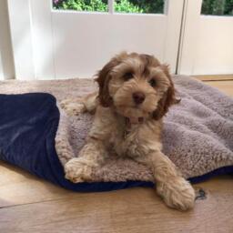 Pet Sherpa Fleece Throw - Blue / 110cm - thumbnail 3