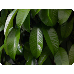 Closeup Of Beautiful Glossy Green Leaves Blanket - Green - thumbnail 2