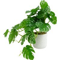 Artificial Green Potted Monstera Trailing Plant - Green Monstera