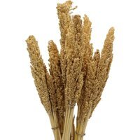 Vibrant Cantal Grass Bunch Natural Dried Coloured Floral Decor - Natural - image 1