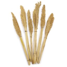 Vibrant Cantal Grass Bunch Natural Dried Coloured Floral Decor - Natural - thumbnail 2