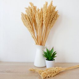 Vibrant Cantal Grass Bunch Natural Dried Coloured Floral Decor - Natural - thumbnail 3