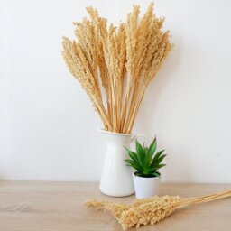 Vibrant Cantal Grass Bunch Natural Dried Coloured Floral Decor - Natural - thumbnail 4