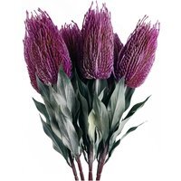 Bunch of Banksia Menziesii Flower Stems Artificial - Banksia Menziesii Pink