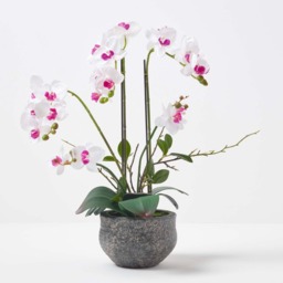 Homescapes 52cm Lifelike Artificial White Orchid in Grey Cement Pot - White - thumbnail 2