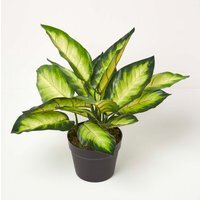 Homescapes Dieffenbachia Dumb Cane Plant in Pot, 50 cm Tall - Green - image 1