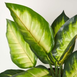 Homescapes Dieffenbachia Dumb Cane Plant in Pot, 50 cm Tall - Green - thumbnail 5