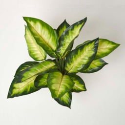 Homescapes Dieffenbachia Dumb Cane Plant in Pot, 50 cm Tall - Green - thumbnail 3