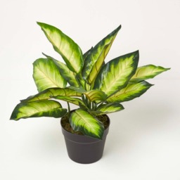 Homescapes Dieffenbachia Dumb Cane Plant in Pot, 50 cm Tall - Green - thumbnail 2