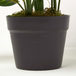 Homescapes Dieffenbachia Dumb Cane Plant in Pot, 50 cm Tall - Green - thumbnail 4