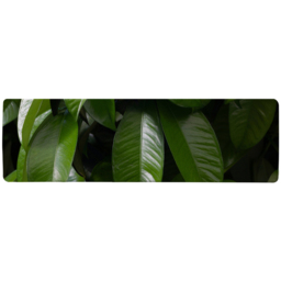 Closeup of beautiful glossy green leaves Designer Runner Rug - Green - thumbnail 2