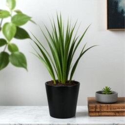 Ceramic Indoor Matt Black Plant Pot - 12cm / 10cm - thumbnail 5