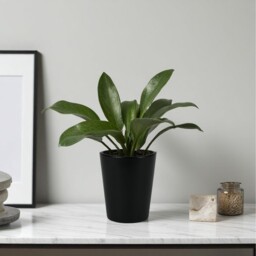 Ceramic Indoor Matt Black Plant Pot - 12cm / 10cm - thumbnail 3