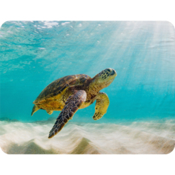 Photo Of Sea Turtle In The Galapagos Island Blanket - Blue - thumbnail 2