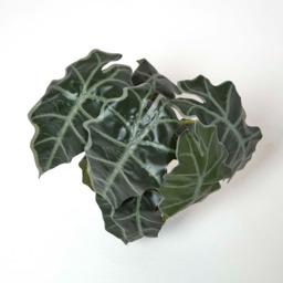 Homescapes Amazonica Elephant Ear Plant in Pot, 50 cm Tall - Green - thumbnail 3