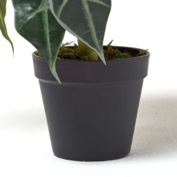 Homescapes Amazonica Elephant Ear Plant in Pot, 50 cm Tall - Green - thumbnail 4