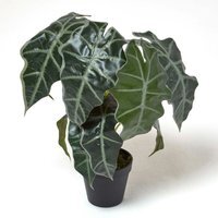 Homescapes Amazonica Elephant Ear Plant in Pot, 50 cm Tall - Green