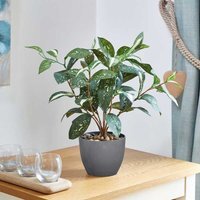 Artificial Japanese Laurel Plant - Green & Grey - image 1