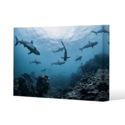 Schooling grey reef sharks, Ningaloo reef, Western Australia Canvas Print - Blue / 31cm / 41cm - thumbnail 2