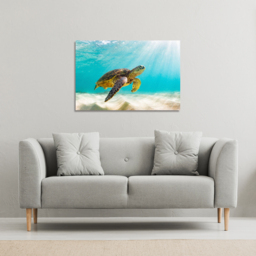 photo of Sea turtle in the Galapagos island Canvas Print - Blue / 91cm / 61cm - thumbnail 2