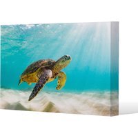 photo of Sea turtle in the Galapagos island Canvas Print - Blue / 91cm / 61cm