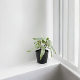 Mini Artificial Potted House Plant - Pteris / Plastic, Polyester / Pteris - thumbnail 4