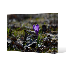 autumn flower bloom in nature Canvas Print - Purple / 31cm / 46cm - thumbnail 2